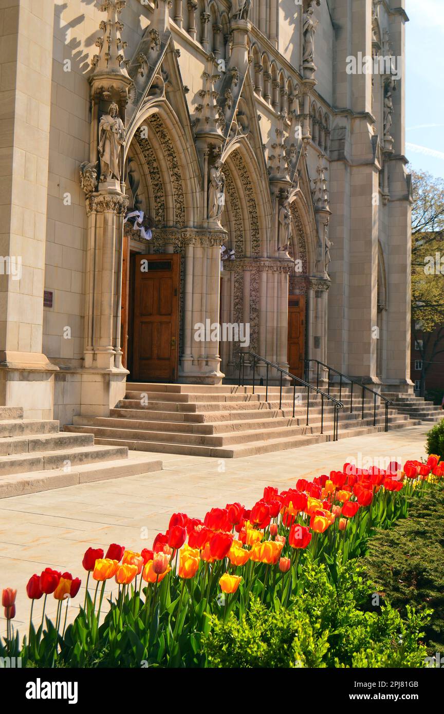 Tulpen blühen vor der Heinz-Kapelle, einer Kirche im Stil einer Kathedrale an der University of Pittsburgh Stockfoto