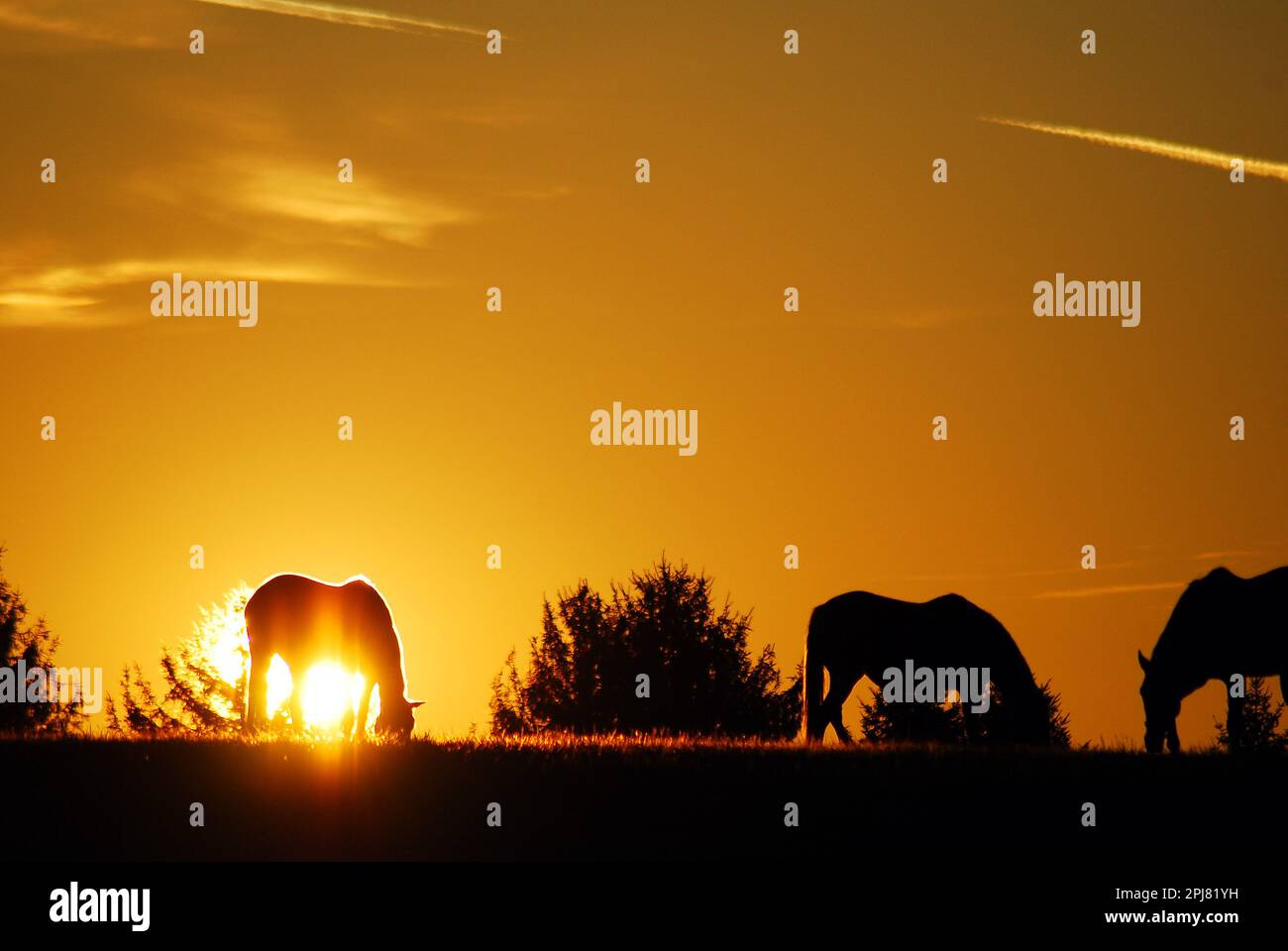 Die Sonne geht auf Pferden auf einer Wiese auf Stockfoto