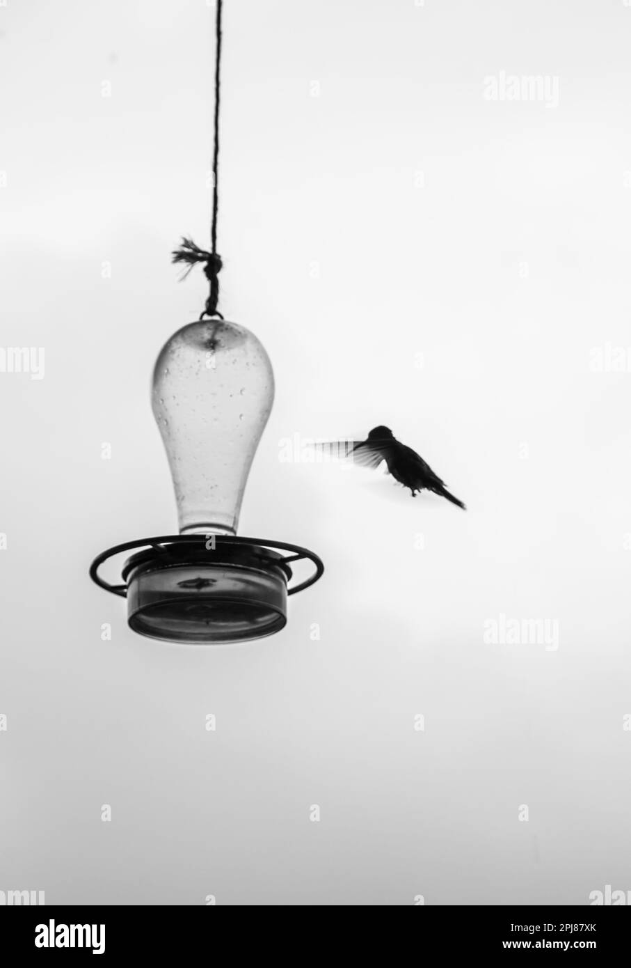 Fliegender Kolibri, der versucht, Wasser in Kolumbien zu bekommen Stockfoto