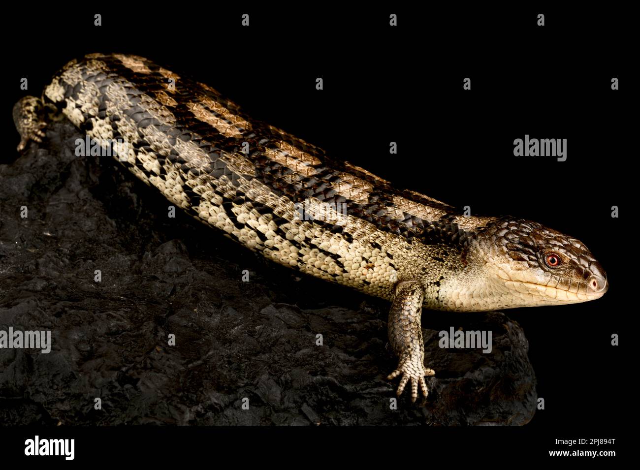 Blauzungenskink (Tiliqua nigrolutea) Lowland Stockfoto
