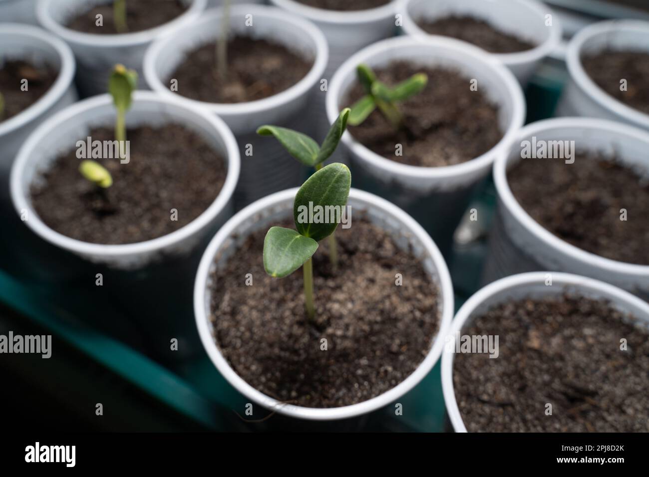 Junge frische Gurkenkeimlinge in Bechern mit Erde im Frühjahr Stockfoto