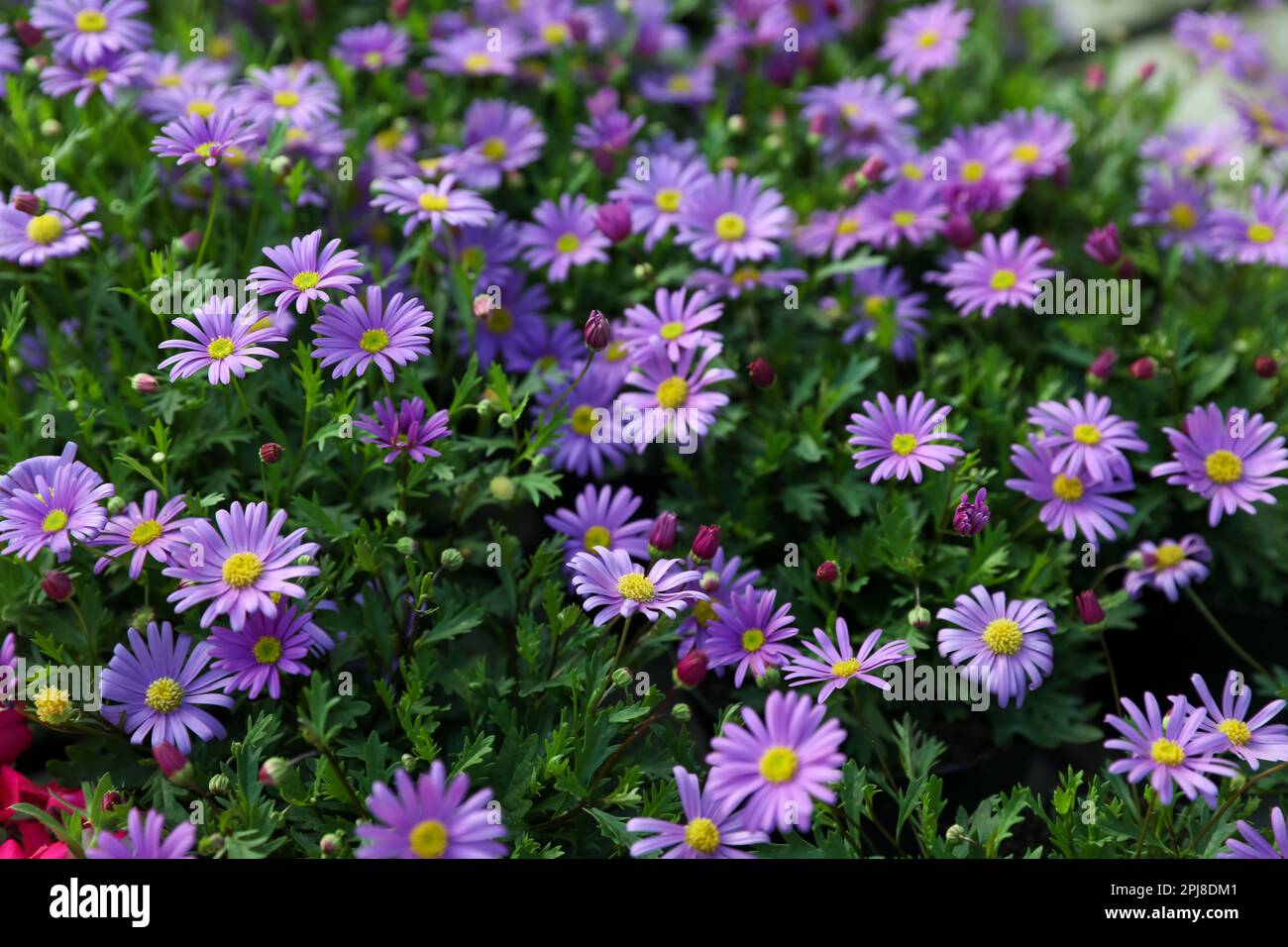 Wunderschöne blühende Felsblüten als Hintergrund, Nahaufnahme Stockfoto