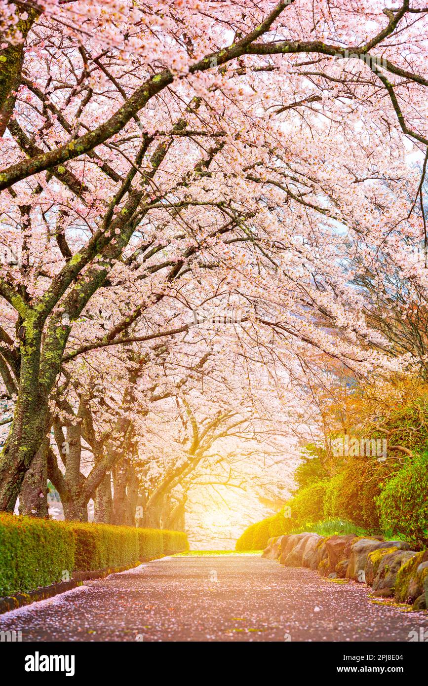 Oyama, Shizuoka, Japan im Frühling. Stockfoto