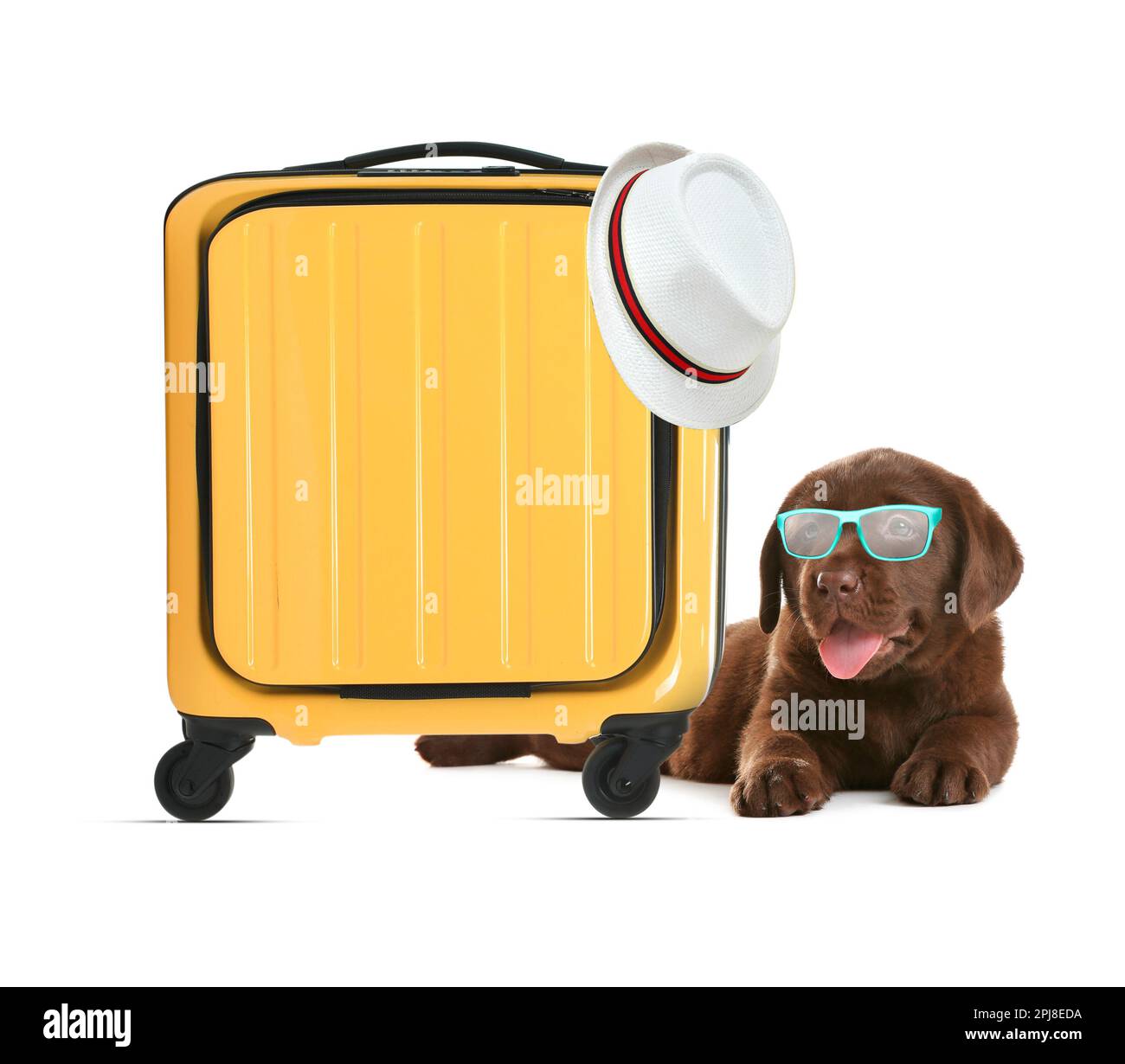 Niedliches Hündchen, Koffer und Hut auf weißem Hintergrund. Reisen mit Haustier Stockfoto