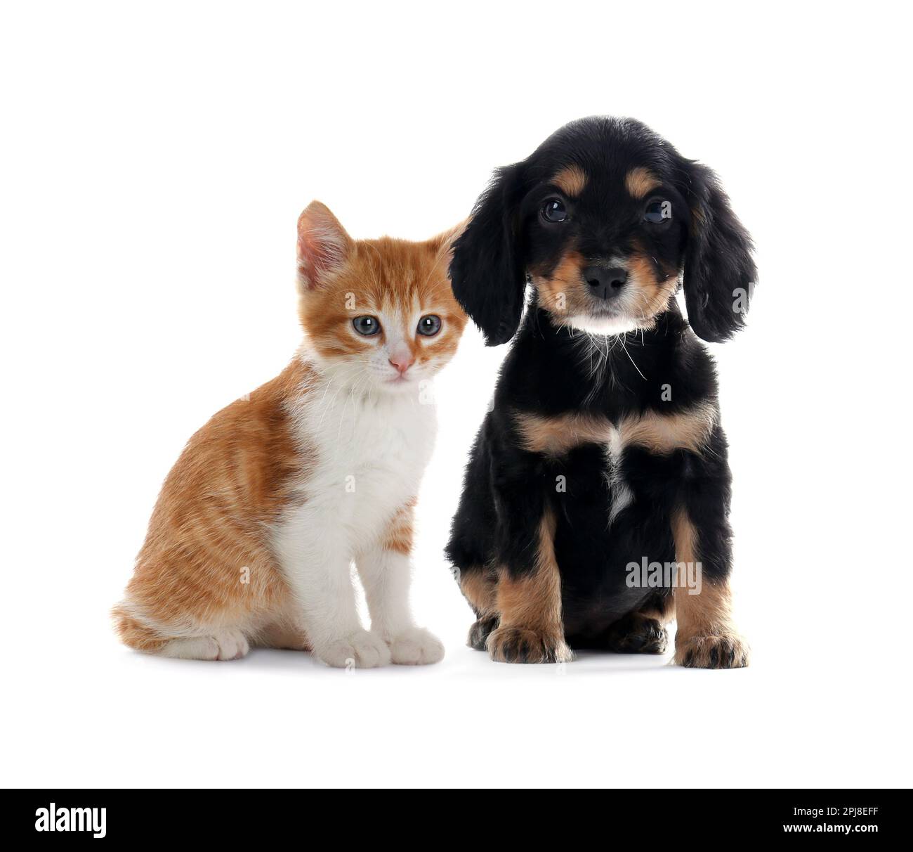 Süße Katze und Hund auf weißem Hintergrund. Tierfreundschaft Stockfoto