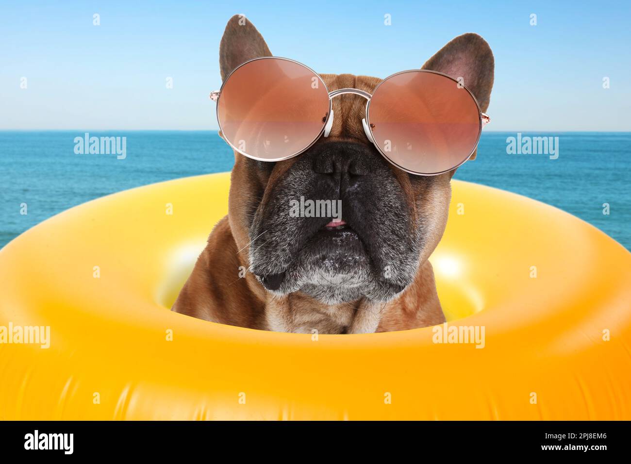 Süßer lustiger Hund mit Sonnenbrille im aufblasbaren Ring am haustierfreundlichen Strand Stockfoto