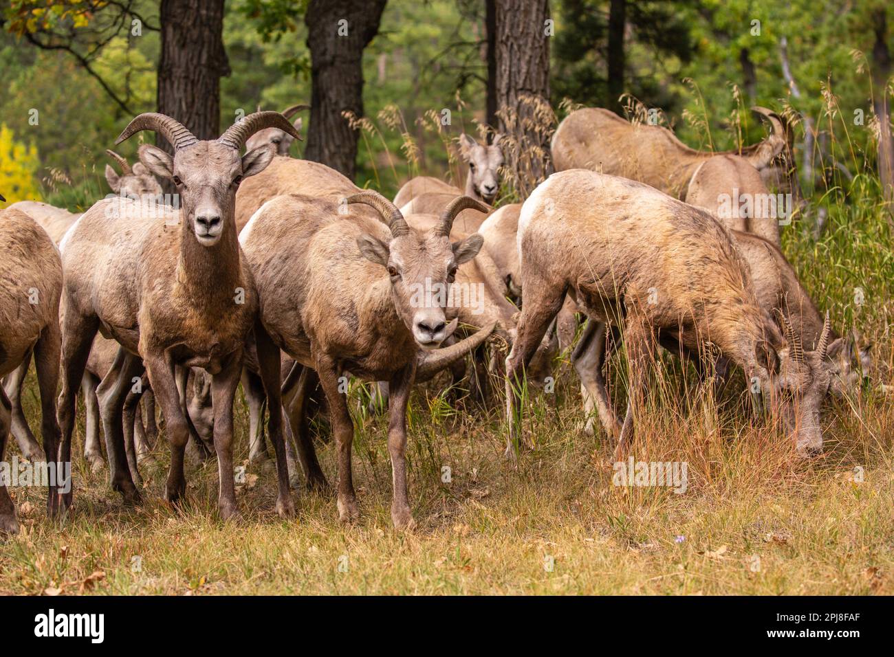 Dickhornschafe im Custer State Park, Black Hills, South Dakota, Vereinigte Staaten von Amerika Stockfoto