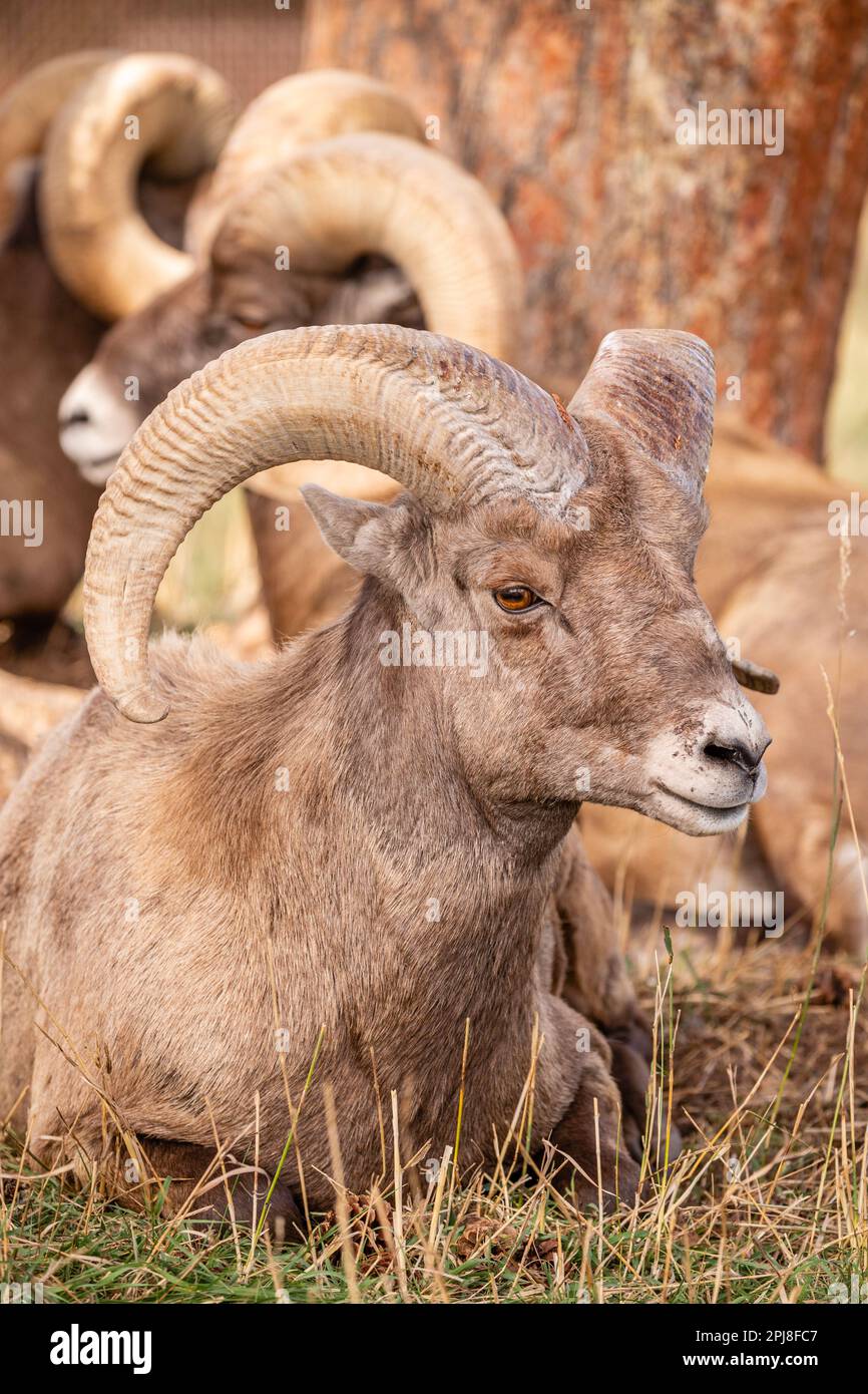 Dickhornschafe im Black Hills National Forest, South Dakota, Vereinigte Staaten von Amerika Stockfoto