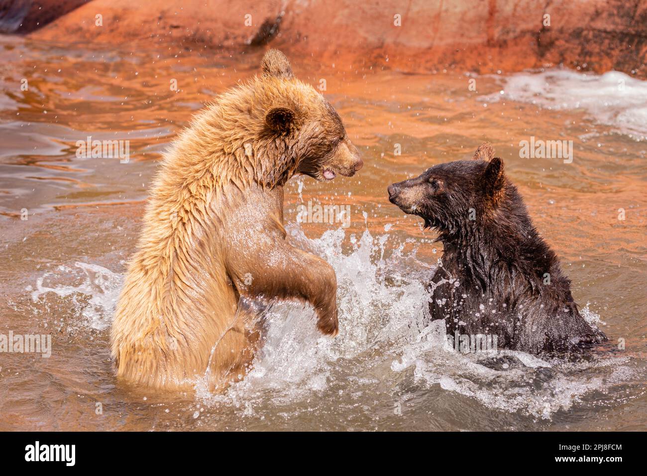 Black Bear Cubs of Black Hills National Forest, South Dakota, Vereinigte Staaten von Amerika Stockfoto