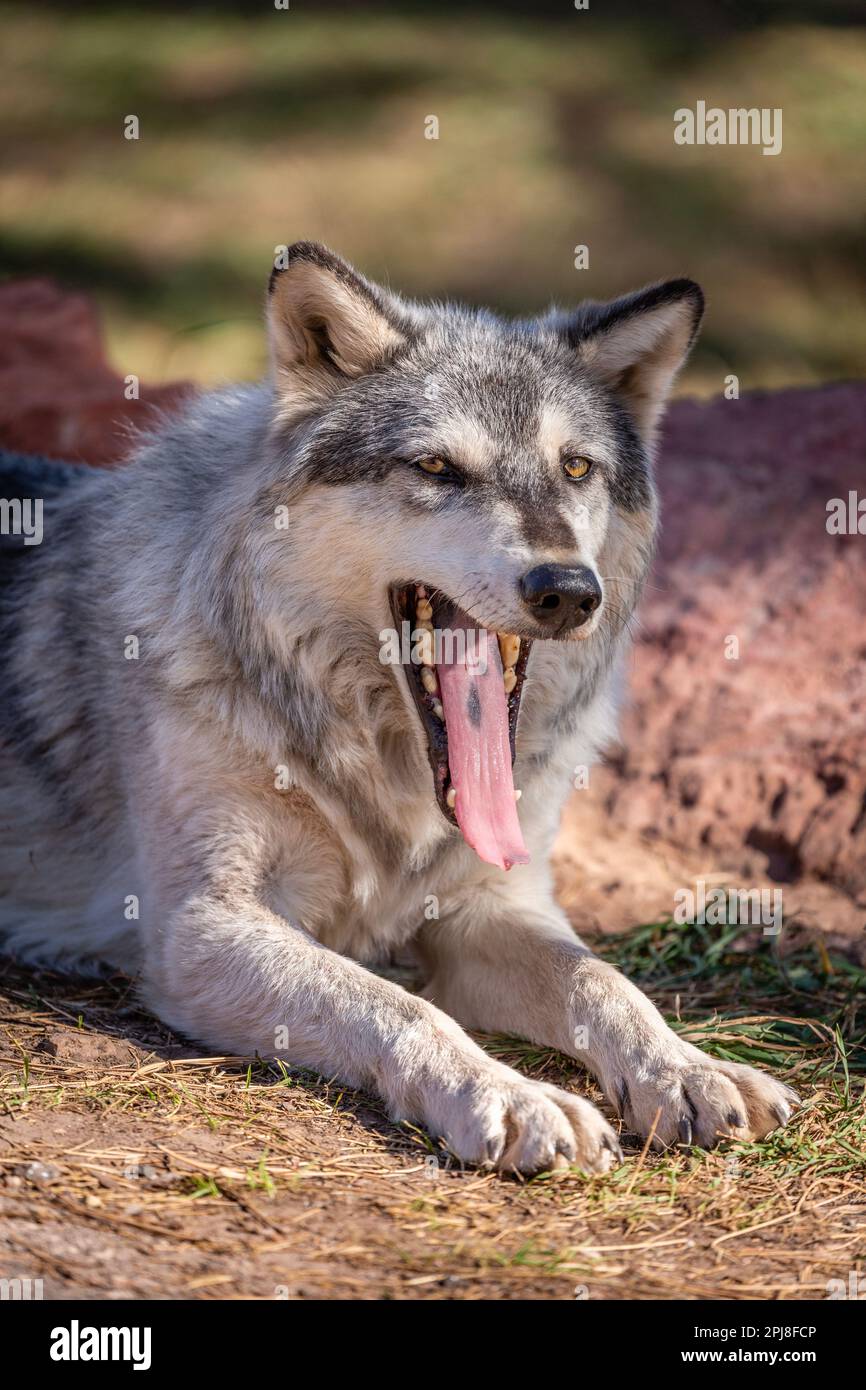 Timber Wolf of Black Hills National Forest, South Dakota, Vereinigte Staaten von Amerika Stockfoto