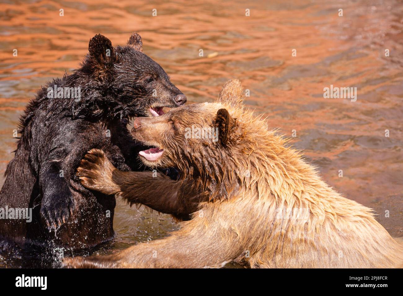 Black Bear Cubs of Black Hills National Forest, South Dakota, Vereinigte Staaten von Amerika Stockfoto