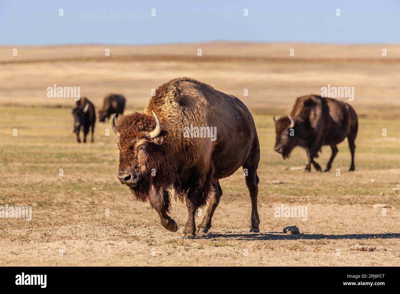 Buffalo / Bison of Badlands National Park, South Dakota, Vereinigte Staaten von Amerika Stockfoto