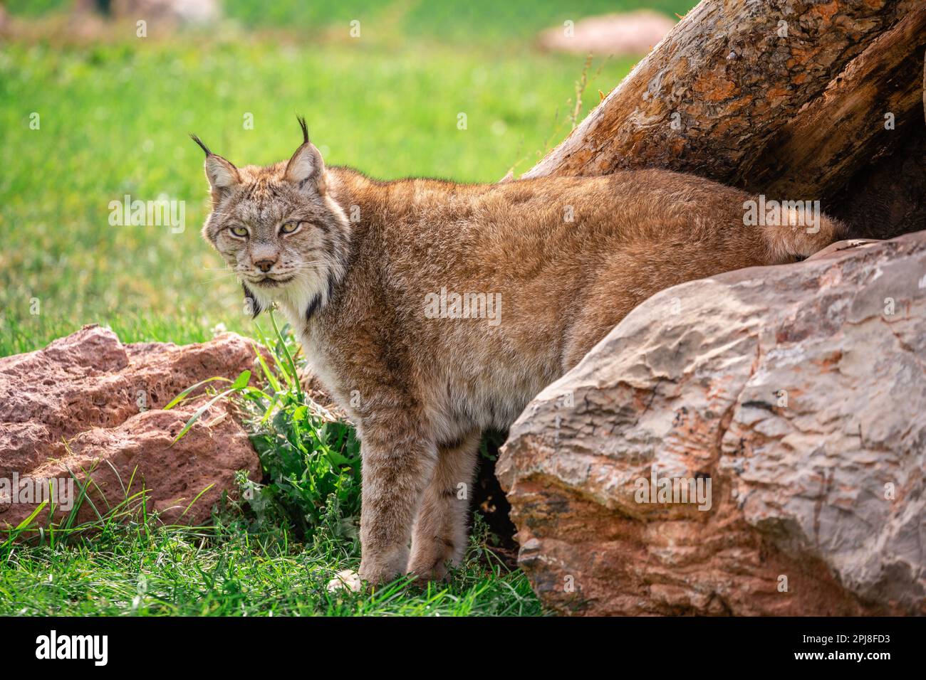 Red Lynx aus dem Black Hills National Forest, South Dakota, Vereinigte Staaten von Amerika Stockfoto