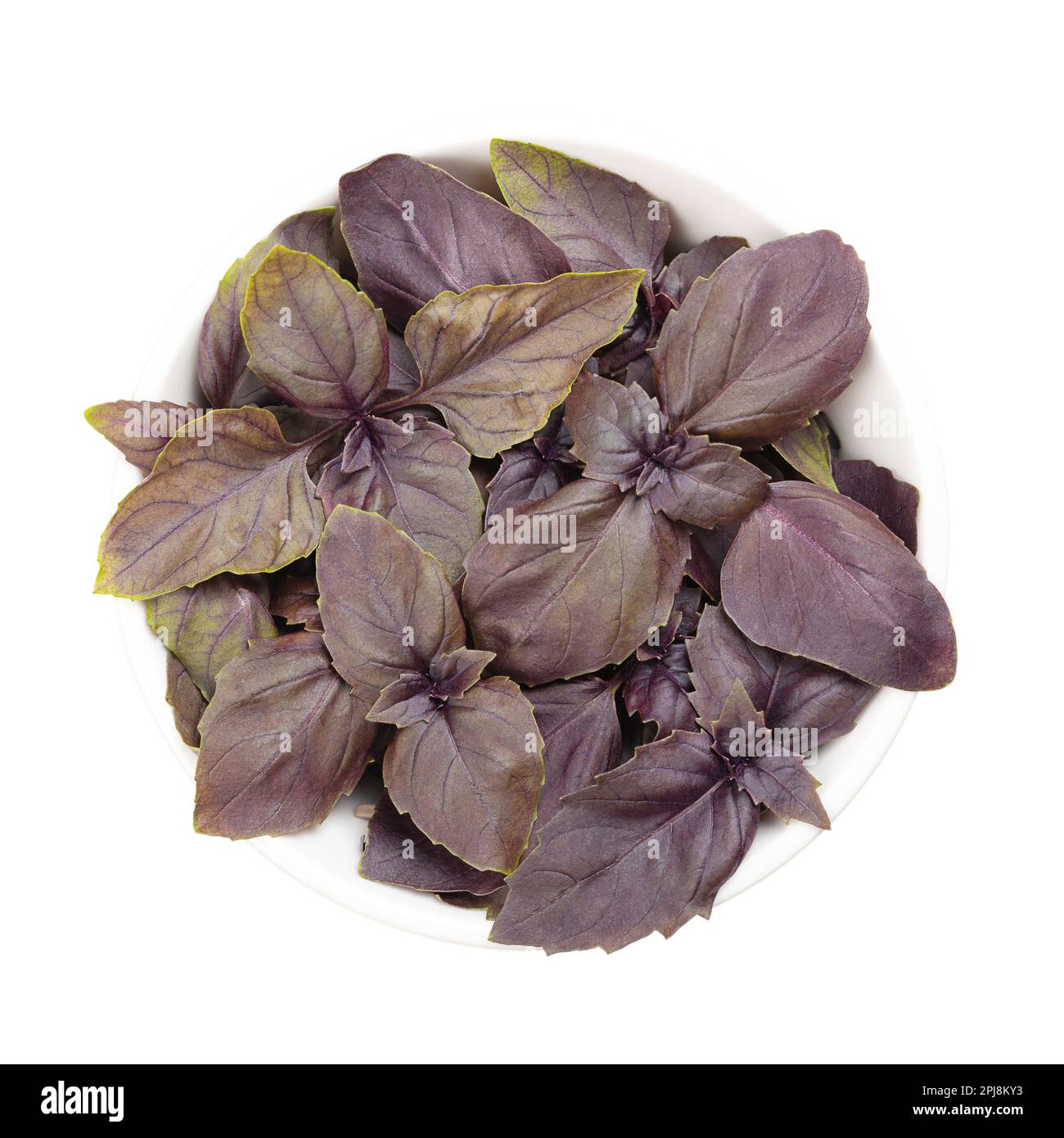 Rotes Basilikum, frische Blätter in einer weißen Schüssel. Ocimum basilicum Purpurascens, eine Variante von süßem Basilikum, mit rötlich-violetten Blättern und starkem Geschmack. Stockfoto