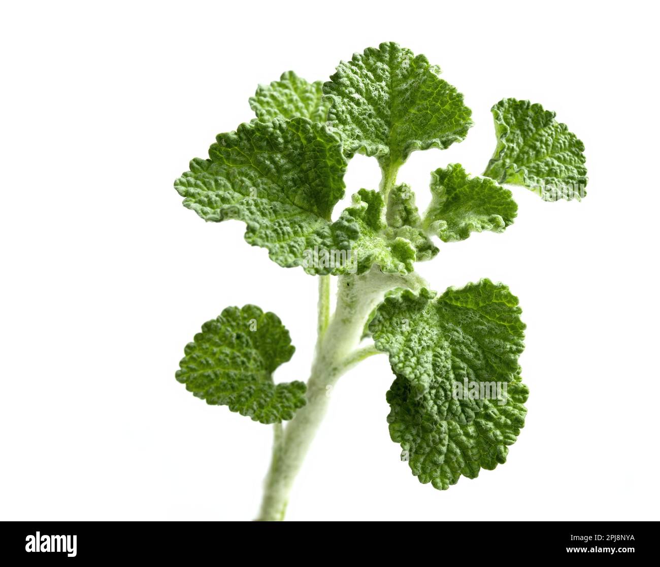 Grüne Heilpflanze Andornblätter, wissenschaftliche Bezeichnung Marrubium vulgare Laub isoliert auf weißem Hintergrund Stockfoto