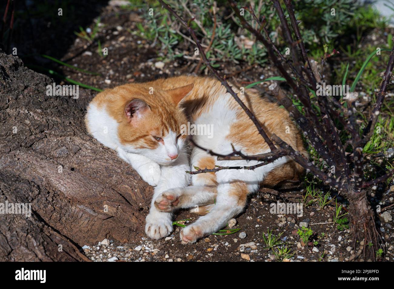 Die Hauskatze ist ein kleines fleischfressendes Säugetier der Familie Felidae. Die Katze ist im Wesentlichen gebietsbezogen und krepuskulär Stockfoto