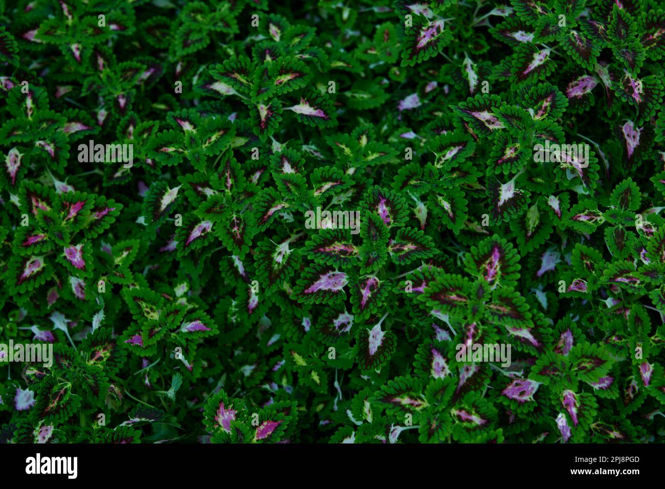 Nahaufnahme des Coleus-Hintergrunds Stockfoto