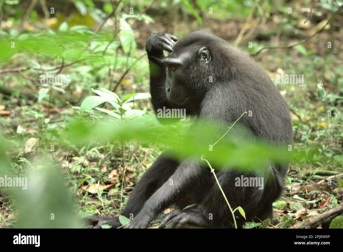 Eine Sulawesi-Schwarzkammmakake (Macaca nigra) im Naturschutzgebiet Tangkoko, North Sulawesi, Indonesien. Klimawandel und Krankheiten stellen neue Bedrohungen für Primaten dar, Laut einem Wissenschaftlerteam unter Leitung von Miriam Plaza Pinto (Departamento de Ecologia, Centro de Biociências, Universidade Federal do Rio Grande do Norte, Natal, RN, Brasilien) in ihrem wissenschaftlichen Bericht über die Natur, der im Januar 2023 veröffentlicht wurde, haben etwa ein Viertel der Primaten Temperaturen über historische Temperaturen. Stockfoto