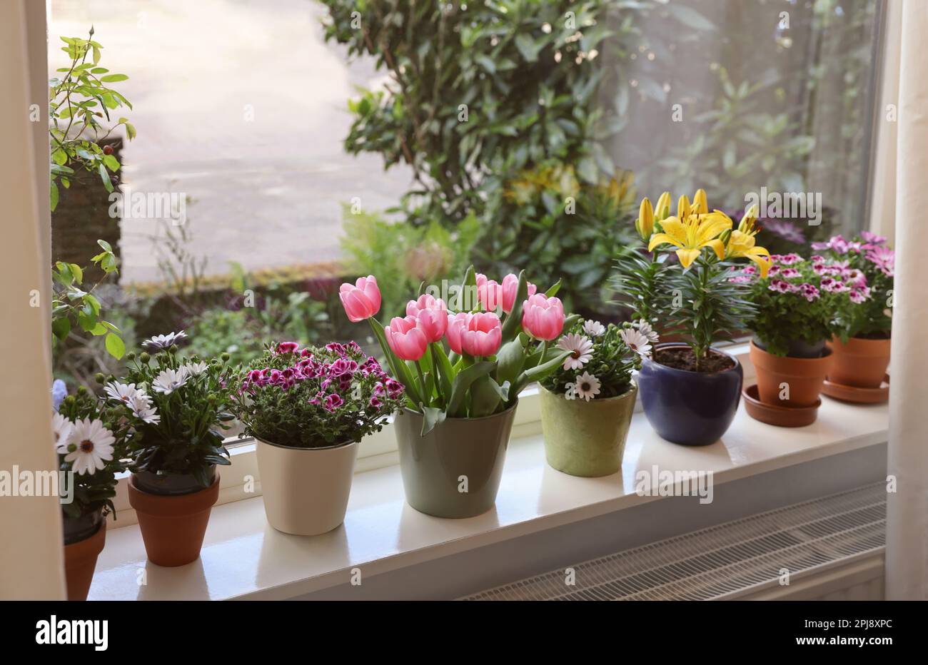 Viele schne blhende Topfpflanzen auf Fensterbank drinnen Stockfotografie  - Alamy