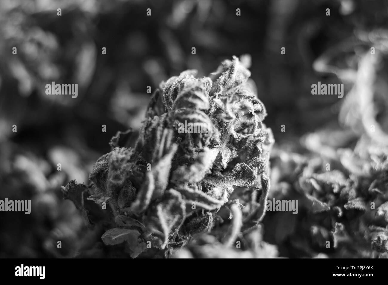 Schwarz-weiße Nahaufnahme von getrockneten CBD-Cannabis-Knospen, horizontales Format# Stockfoto