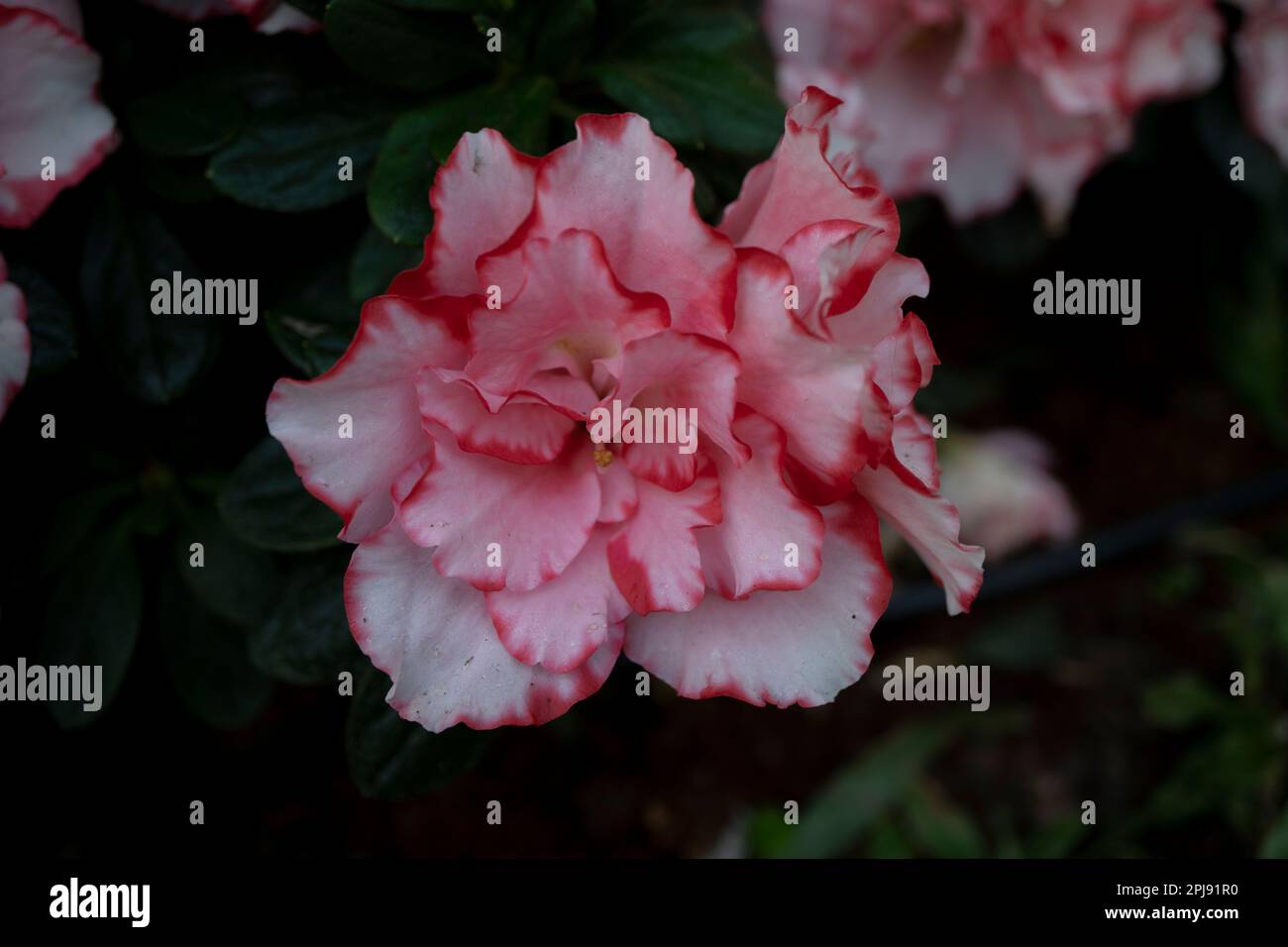 Azalea ist eine Gattung blühender Pflanzen der Familie Rhododendron. Stockfoto