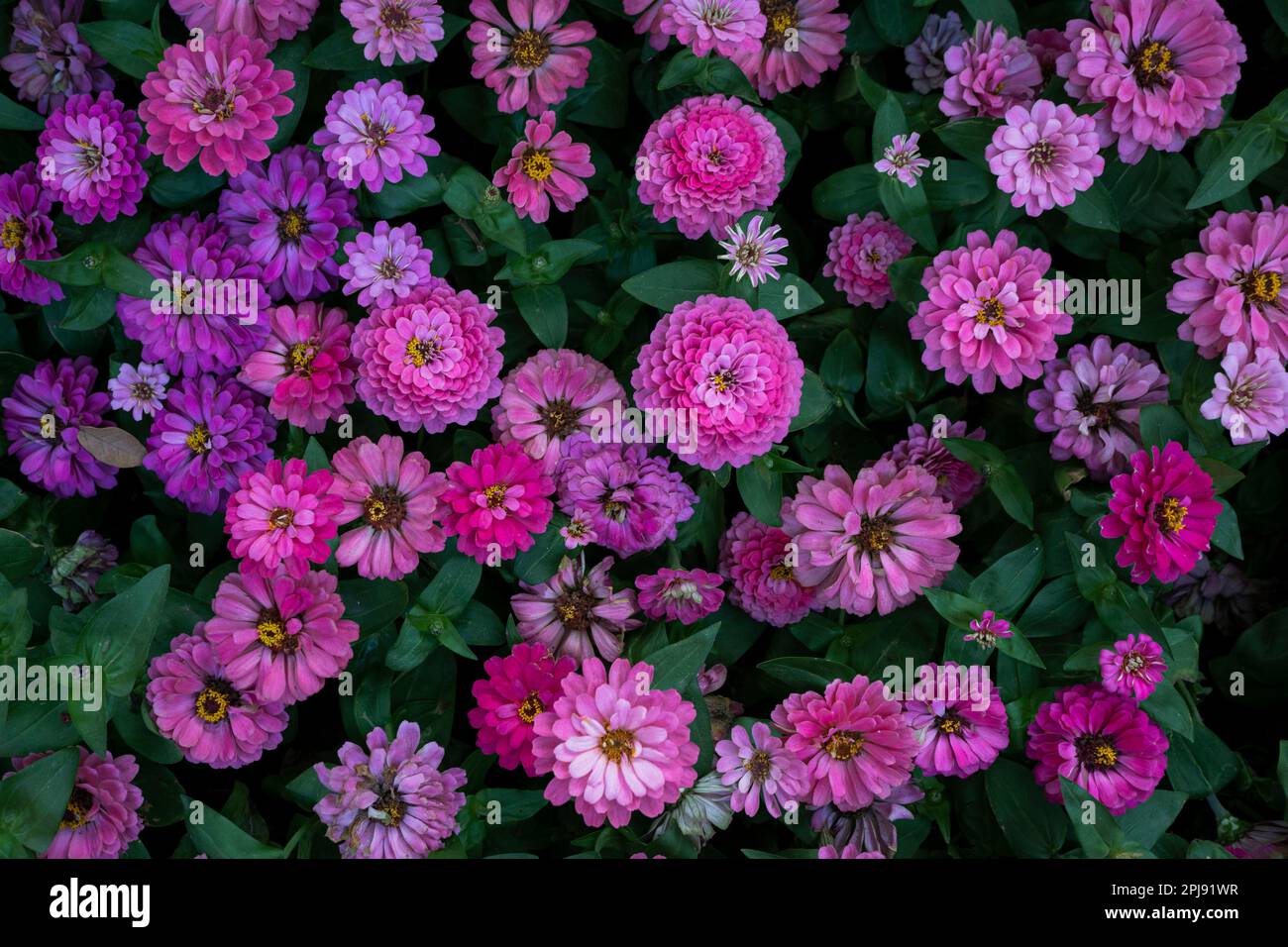 Bunte Zinnia-Blumen blühen im Gartenhintergrund. Stockfoto