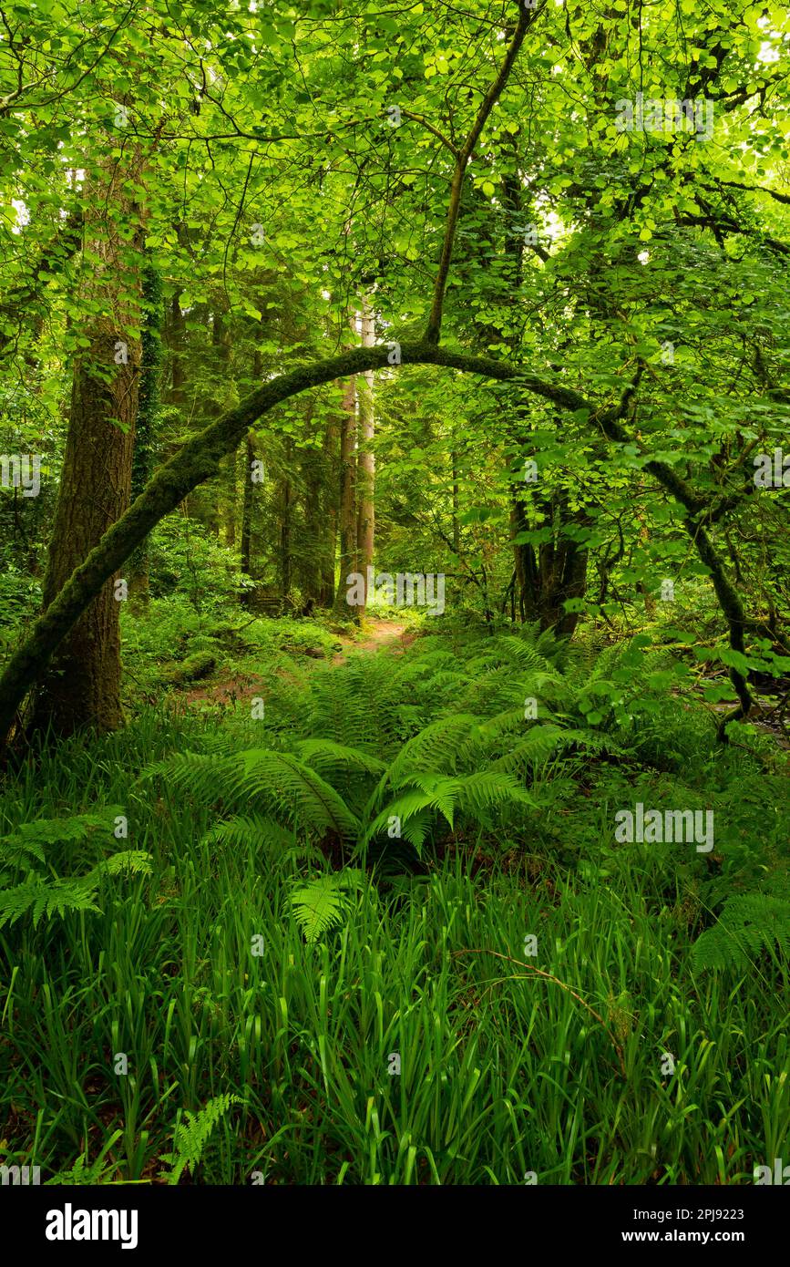 Waldweg mit Blick auf Buche (Fagus sylvatica), Schiebbogen mit üppigem grünem Unterholz im Sommer. Stockfoto