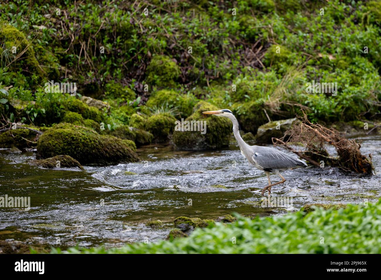 Grey Heron (Ardea cinerea) Spaziergänge/Spaziergänge flussaufwärts durch einen Fluss - Yorkshire, Großbritannien (April 2022) Stockfoto