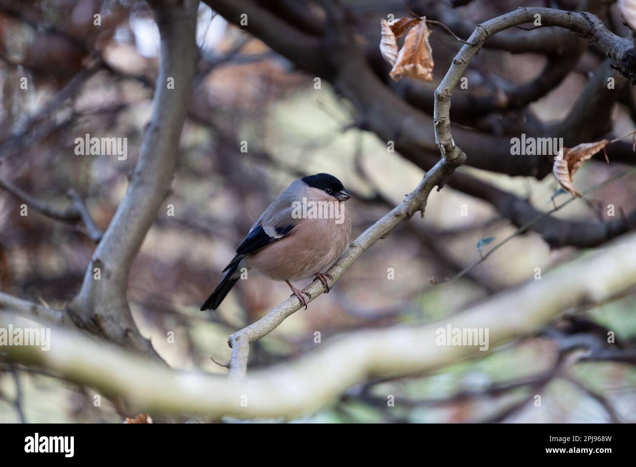 Adulte weibliche Eurasische Bullfink (Pyrrhula pyrrhula), getarnt in Buchenhecke aus Kupfer - Yorkshire, Großbritannien (April 2022) Stockfoto