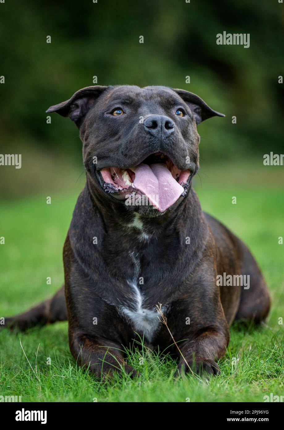 Porträt eines Staffordshire Bull Terrier. Stockfoto