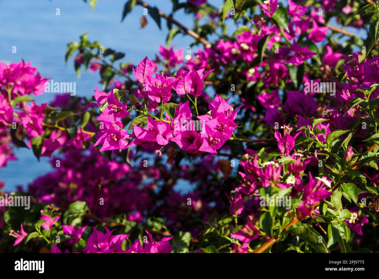 Das sind leuchtende Blüten von rosa Bouganvillea auf den Straßen einer südlichen Küstenstadt. Stockfoto