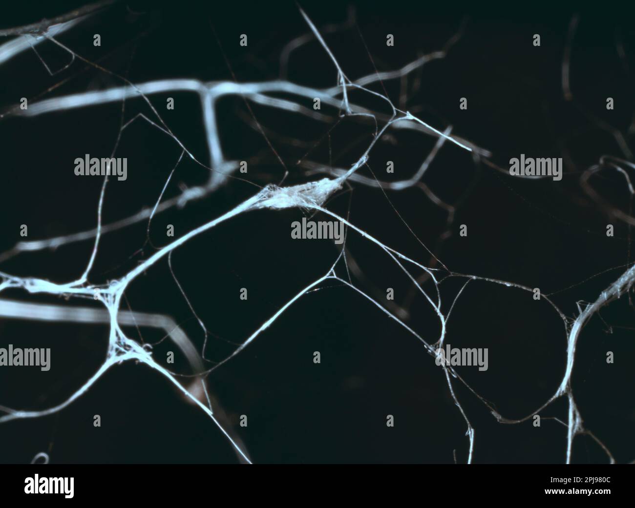 Trocken leblos verdrehte Äste sind mit Spinnweben verschlungen, Makro auf schwarzem Hintergrund. Eindruck von unangenehmem Aussehen: Tod und die seepulchrale Welt Stockfoto