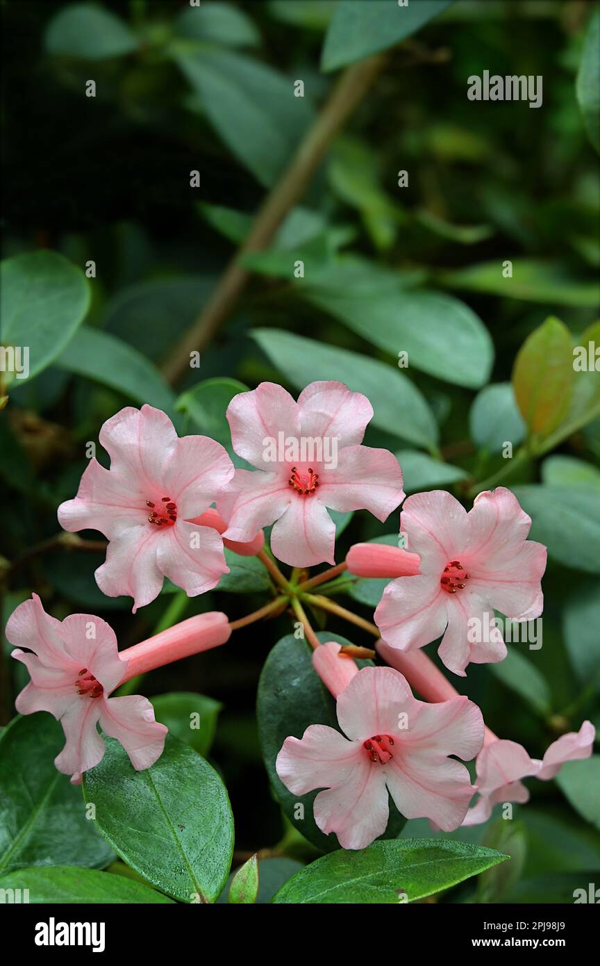 Die Infloreszenz der hellrosa Vireya Rhododendron-Blüten Stockfoto
