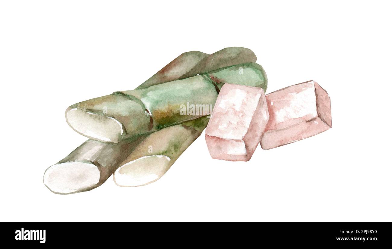 Zuckerrohr und Zuckerwürfel. Handgezeichnete Aquarell-Darstellung isoliert auf weißem Hintergrund Stockfoto