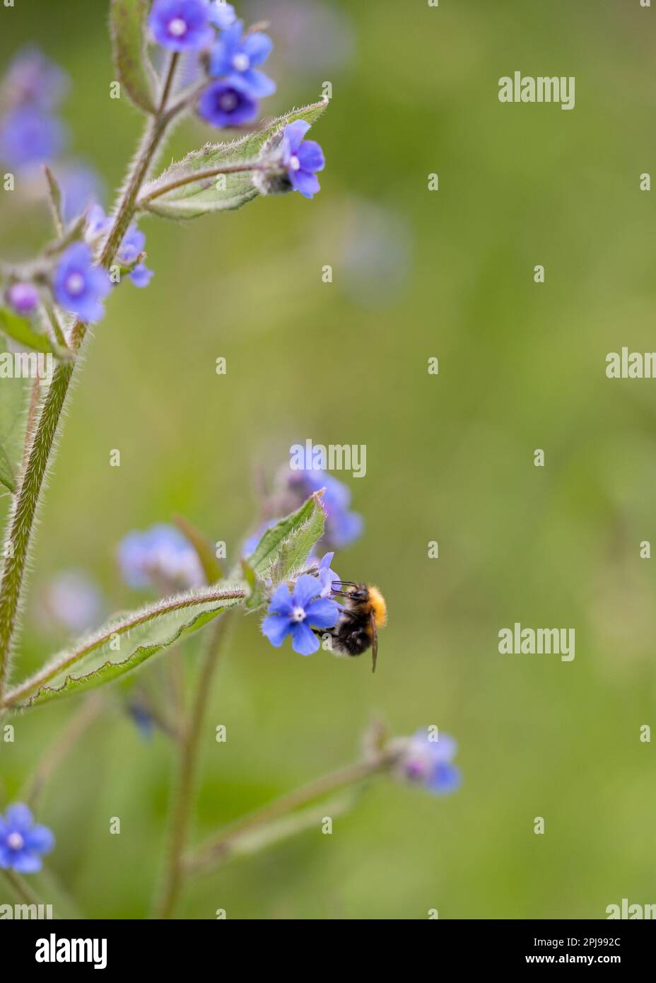 Wildblumen im Garten, die auf einem Rasen wachsen, der für „kein Mähen Mai“ noch wächst) – Yorkshire, Großbritannien (Mai 2022) Stockfoto