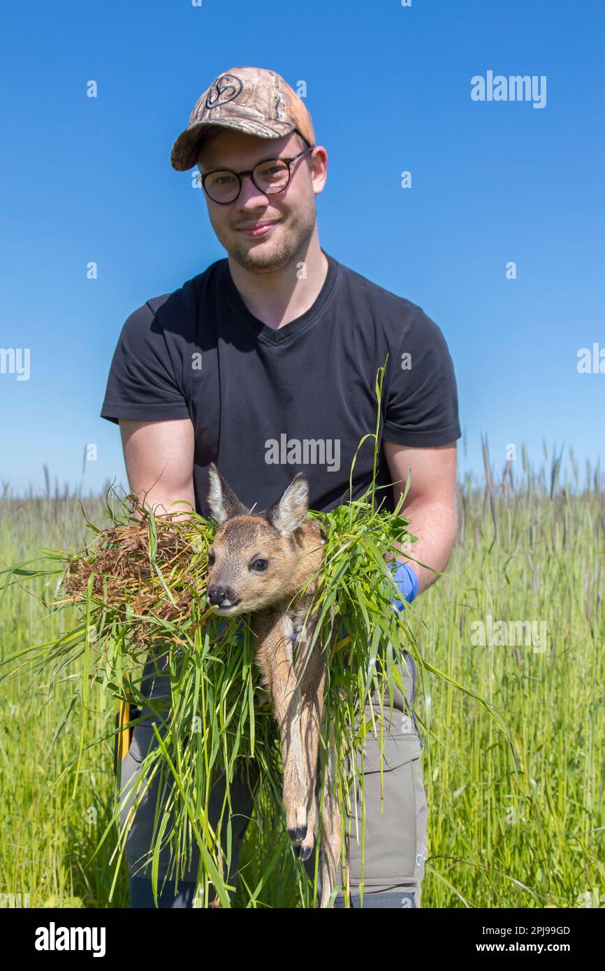 Das Rettungsteam entfernt verstecktes Reh-Fawn, das in hohem Gras gefunden wurde, mit einer Drohne, die mit einer Wärmebildkamera ausgestattet ist, bevor es im Frühjahr Grünland mäht Stockfoto