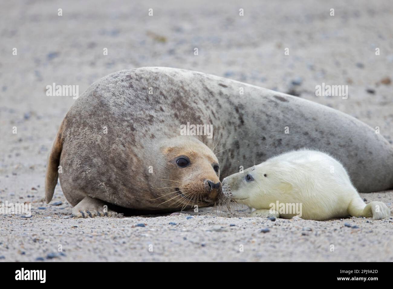 Graue Seehunde / graue Seehunde (Halichoerus grypus) Kuh / weibliche Schnüffelpuppe am Sandstrand entlang der Nordseeküste im Winter Stockfoto