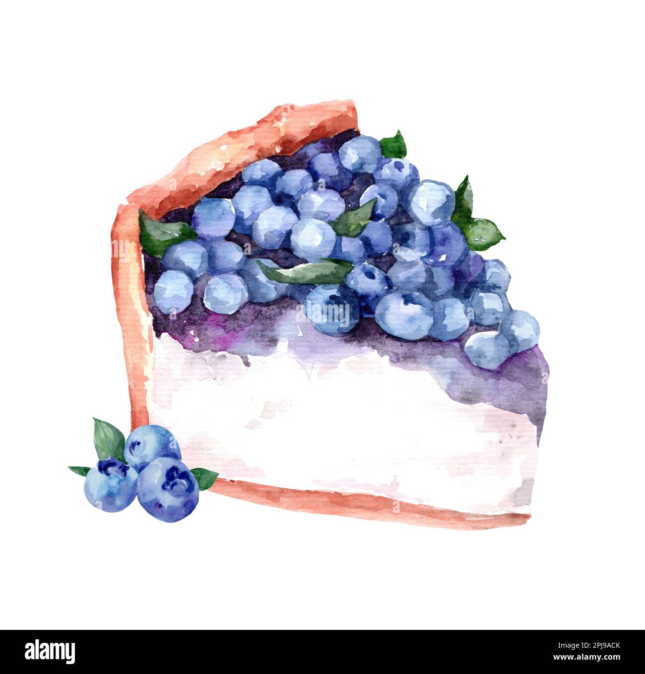 Heidelbeere. Käsekuchen mit Beeren. Aquarelle botanische Illustrationen. Handgemalte Aquarelle Blaubeere auf weißem Hintergrund. Stockfoto