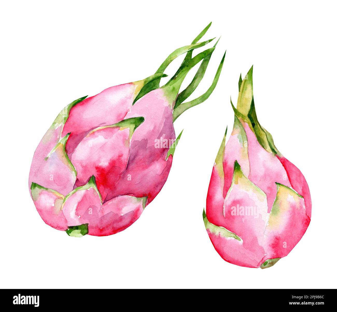 Illustration mit Drachenfrucht, Pitaya. Handgezeichnete Aquarelle für romantische Sommerdecke, tropische Tapete, Vintage-Struktur Stockfoto