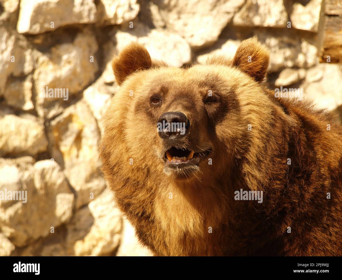 Braunbär-Nahaufnahme in den Bergen. Vorderansicht eines Braunbärkopfes, auch Grizzly genannt Stockfoto