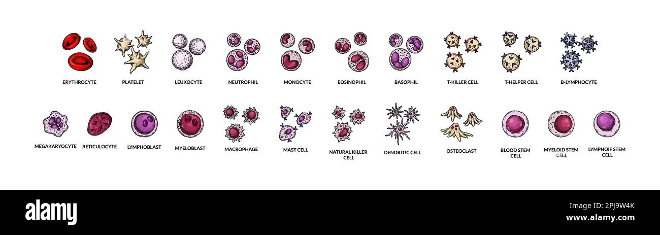 Blutzellen auf weißem Hintergrund isoliert. Wissenschaftlich-mikrobiologische Vektordarstellung im Skizzenstil Stock Vektor