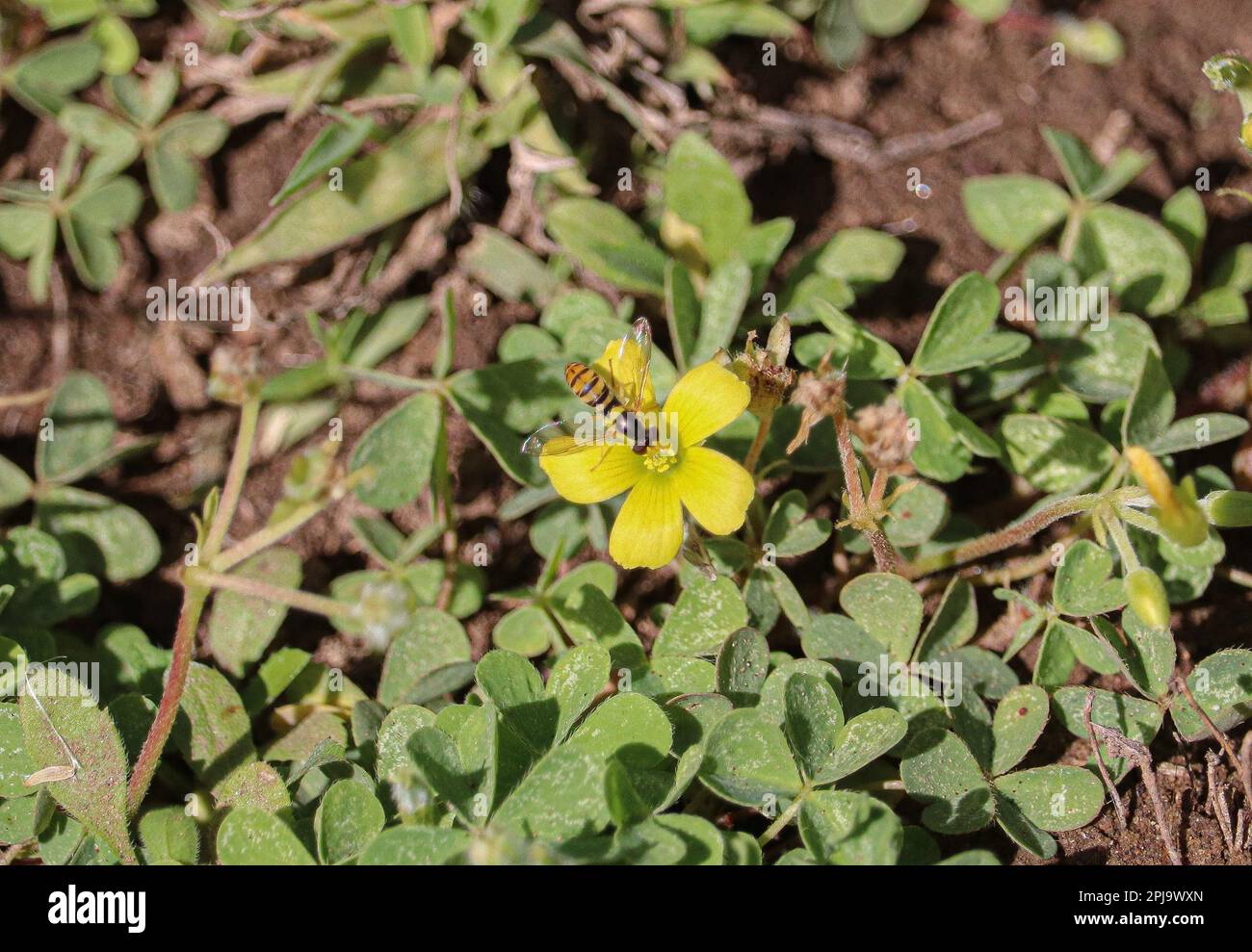 Sphaerophoria macrogaster auf einer gelben Blume Stockfoto