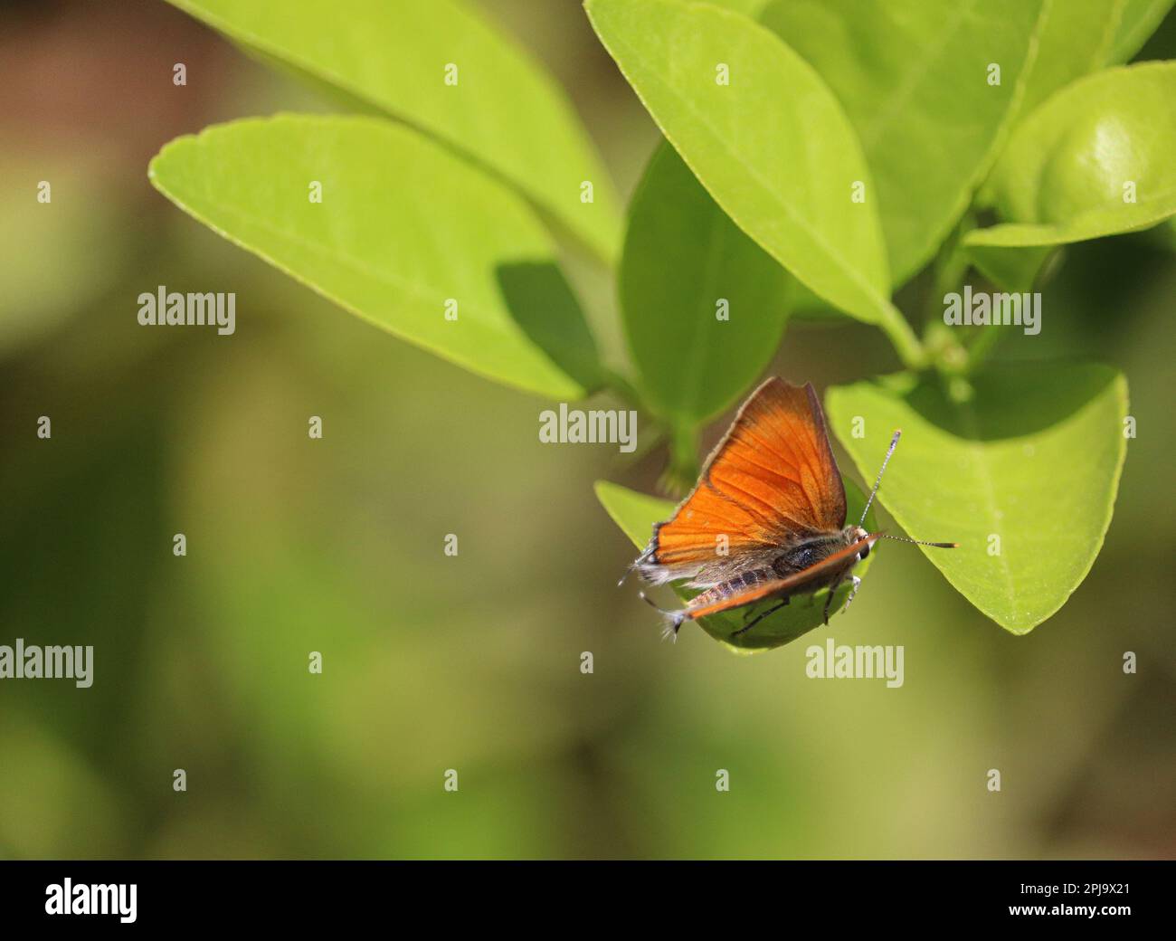 Granatapfelspieljunge (deudorix livia) Schmetterling Stockfoto