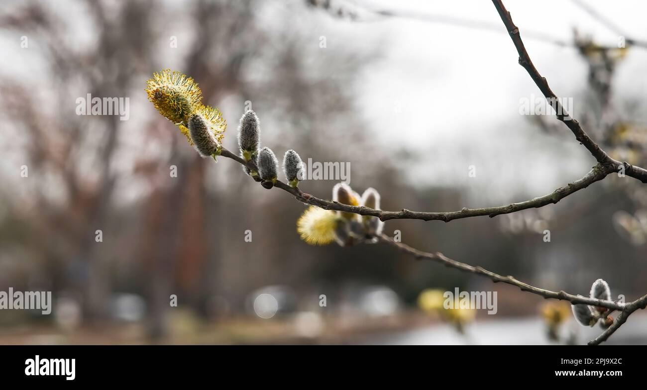 Blühender Baum im Frühling mit Kopierraum Stockfoto