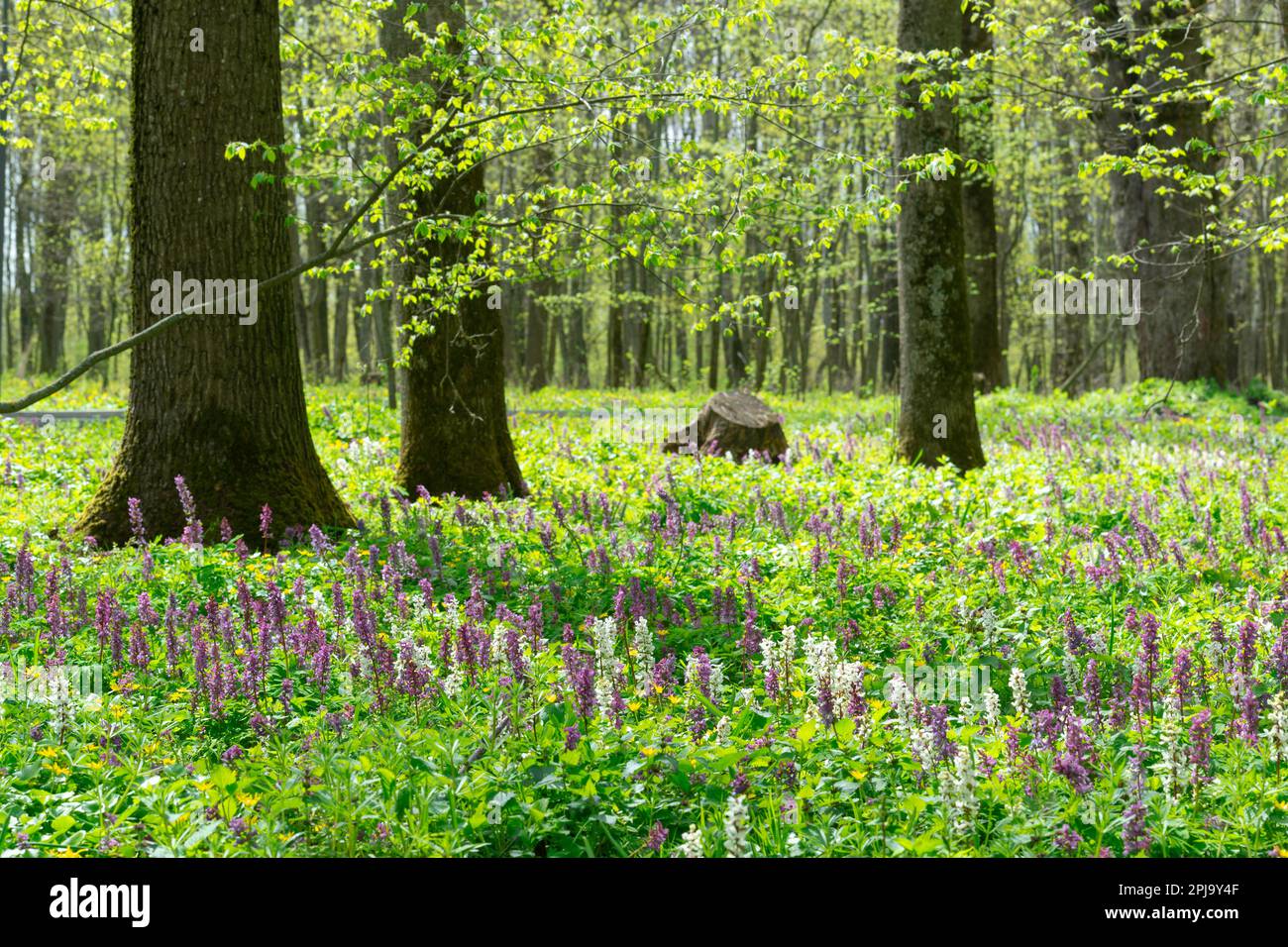 Schöner Stadtpark im Frühling mit farbenfrohem Blumenteppich Stockfoto
