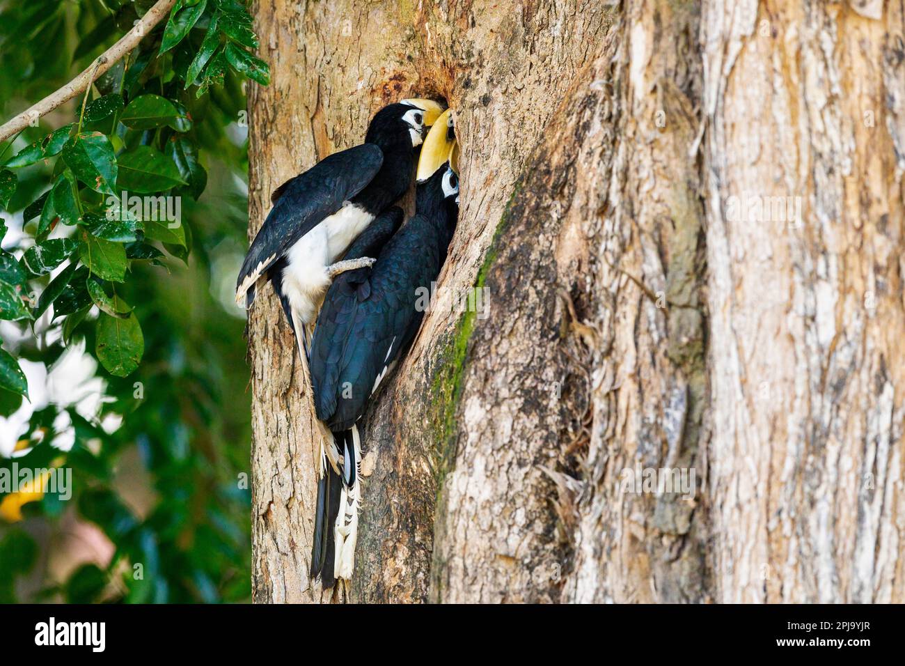 Ausgewachsener männlicher orientalischer Rattenschwanz bringt auswechselbare Eidechse, um die Frau dazu zu verleiten, ein Nest in einem Angsana-Baum in Singapur zu bauen Stockfoto