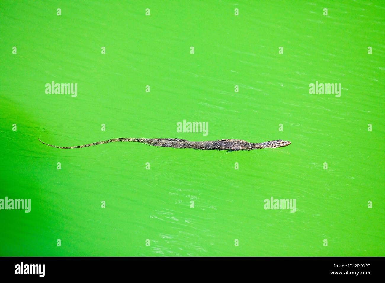 Malayanische Wassereidechse, die im klaren grünen Wasser eines Mangrovenflusses in Singapur schwimmt Stockfoto