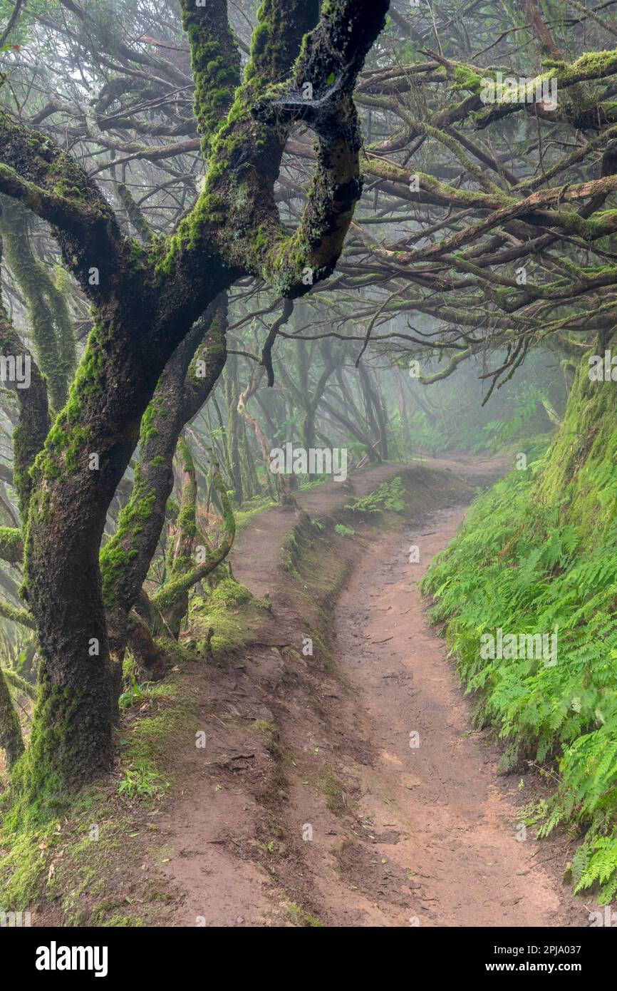 Nebelwald in den Anaga-Bergen, Teneriffa, Spanien Stockfoto