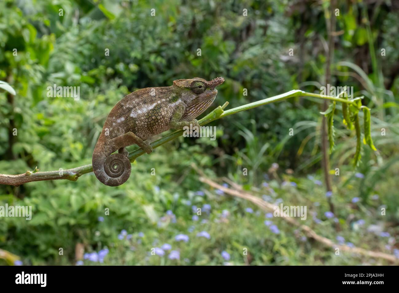 Ein Bohme's Two Horned Chamäleon, hoch oben auf einem Ast in einem tansanischen Wald. Stockfoto