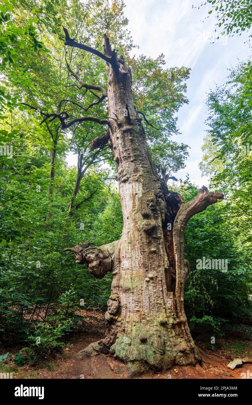 Reinhardswald: Walddschungel Sababurg (Dschungel in der Reinhardswald), alte Eiche in Nordhessen, Hessen, Hessen, Deutschland Stockfoto